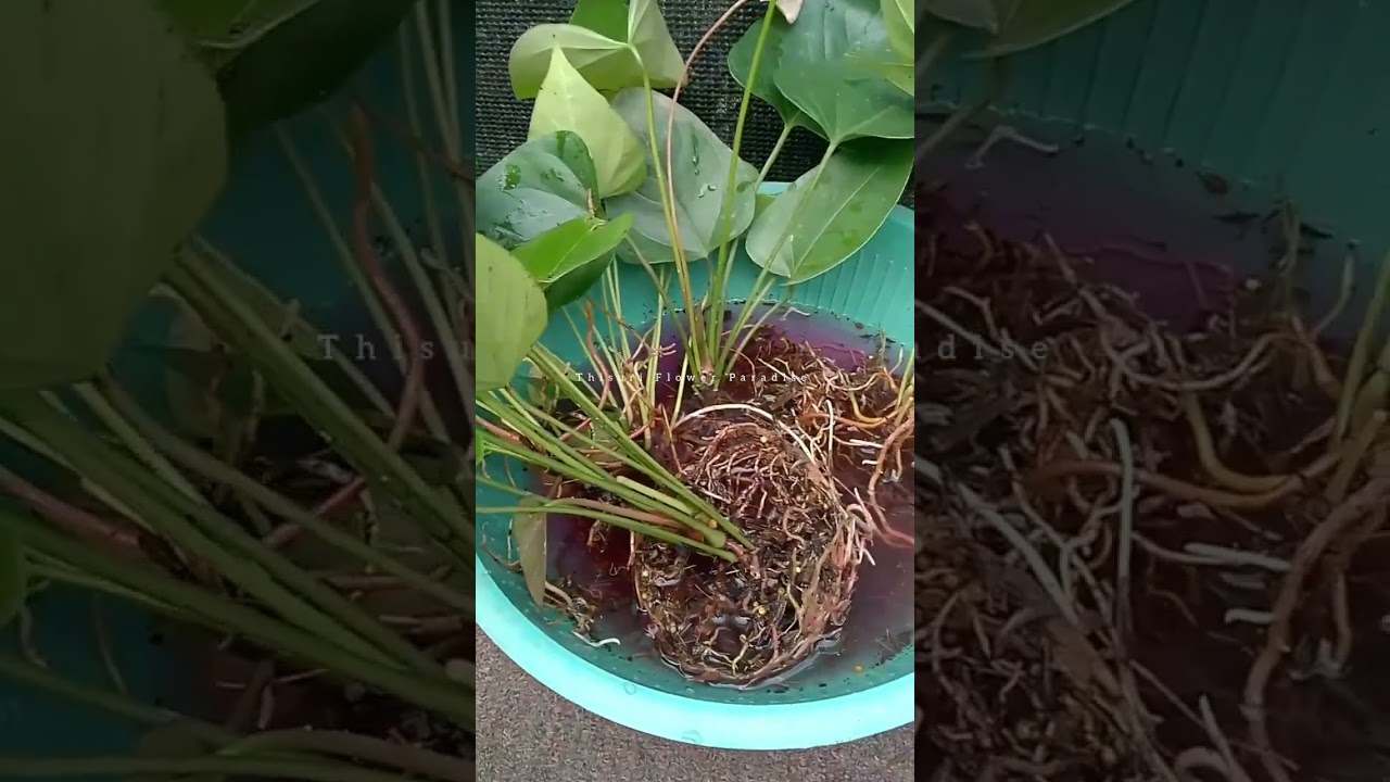 කුරියර් කරලා ගන්න පැළ මන් හදාගන්න හැටි..😍😍 පරණ එකක් 😍😍