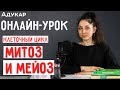 Клеточный цикл. Митоз и мейоз | Биология онлайн-урок