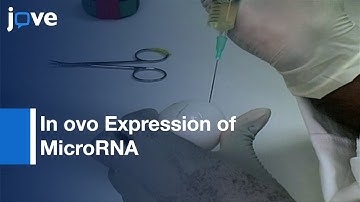 Ectopic Expression: miRNA role in brain development | Protocol Preview