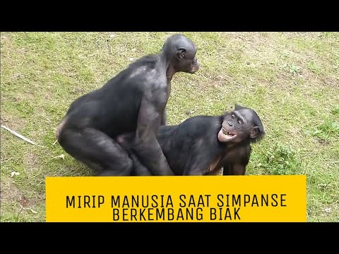 Mirip Manusia Saat Simpanse Berkembang Biak Youtube
