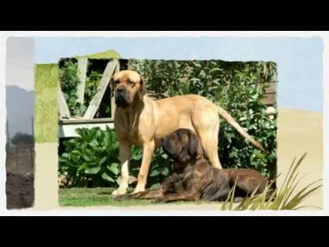 Raza de Perro FILA BRASILEÑO 🔥 Características, Cuidados y MÁS 