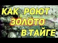 ✔️ КАК РОЮТ ЗОЛОТО В ТАЙГЕ. О ВАРВАРСКОМ ПРОМЫСЛЕ ЗОЛОТА