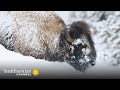 Bison Migration and Survival Challenges