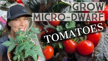 How to Grow Micro Dwarf Tomatoes 🍅