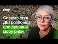 Стало відомо, чому в Миколаєві та на Одещині гине риба  | 1kr.ua