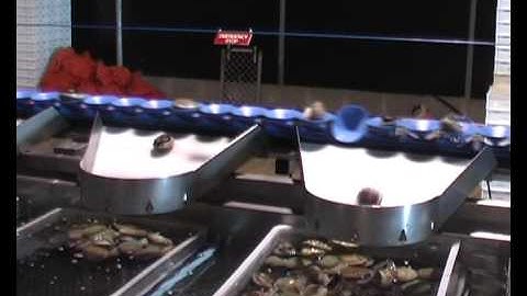 GP Graders Abalone Grading