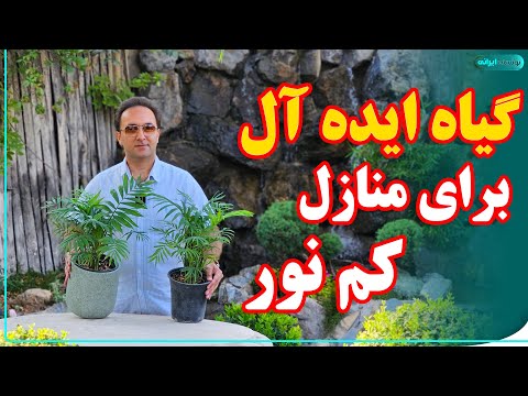 همه چیز درباره نگهداری نخل شامادورا در منزل
