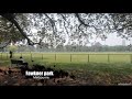 The Fawkner Park walk - inner city park Melbourne