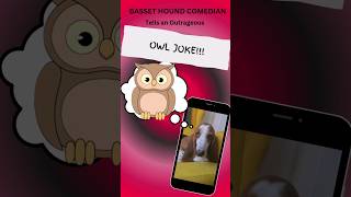 Basset Hound comedian tells outrageous OWL joke!  #bassethound #dog #jokes