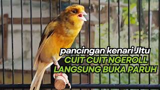 Download lagu Pancingan Kenari Gacor Suara Cuit Cuit isian Mewah Pemicu Emosi Agar Kenari Cepat Ngeroll !!