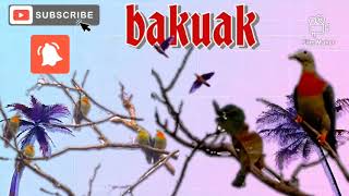 Suara burung bakuak/punai besar - large green pigeon