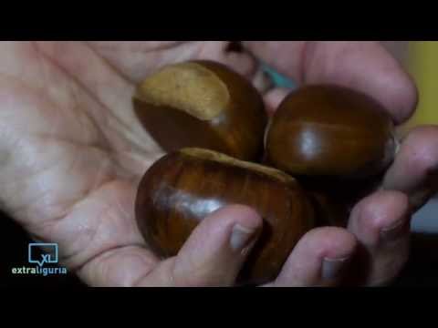 Per Cassano è tempo di...castagne