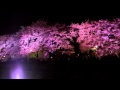 一夜限りの「野川桜ライトアップ」 2012