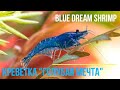 Креветка Блю Дрим | Неокаридина &quot;Голубая Мечта&quot; | Neocaridina Blue Dream Shrimp