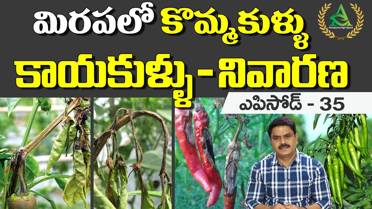 ఎపిసోడ్ 35_ మిరపలో కొమ్మకుళ్ళు, కాయకుళ్ళు నివారణ  | anthracnose in chilli | Annapurna agri space