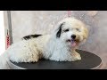Gambar cover Grooming Guide - How to Groom a Coton de Tulear #46