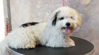 Grooming Guide  How to Groom a Coton de Tulear #46