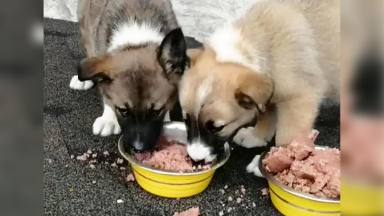 They were chased away and shed tears when they ate delicious food for ...