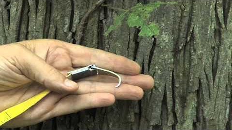 Measuring diameter of trees using a DBH tape