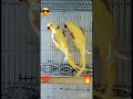 Latino yellow alexandrine raw parrot pair