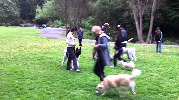 Charlie the Akita working on heel in class.