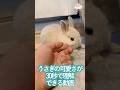 うさぎの可愛さが30秒で理解できる動画　#shorts