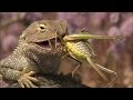 The Reptiles, Part4of4 Lizards (Nature Documentary, Full Length)