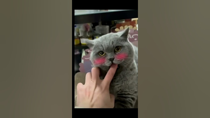 #chat#mignon#drole