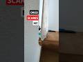 Kitten Oreo scares me, ambush attack FROM BEHIND THE CURTAIN #cat #scary #cutecat