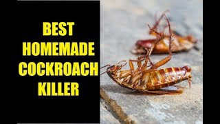 How to kill Cockroach with Boric Powder | Home made cockroach killer | Nisa Sayed's Kitchen