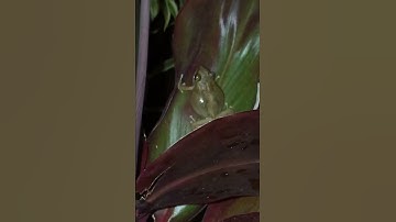 Thumbnail of Coqui Frog