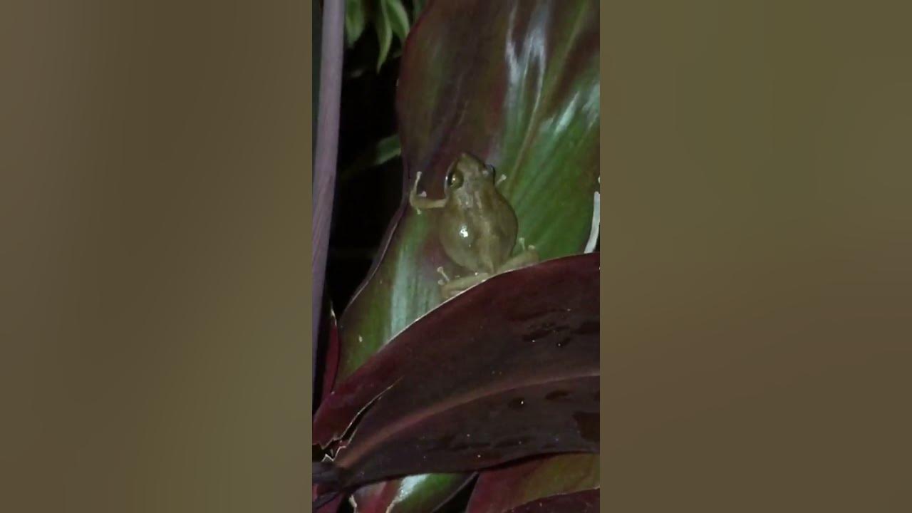Coqui Frog