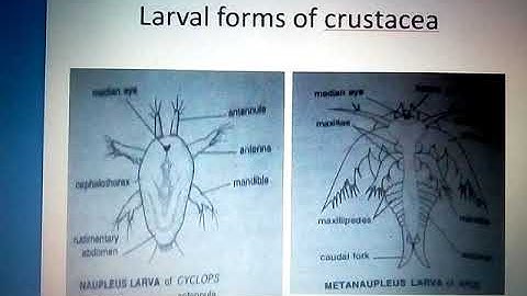 B.sc I year zoology, Larval forms of crustacea part I by Amit k. Devaliya