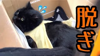術後服脱皮!保護した黒猫を抜糸に連れて行きます