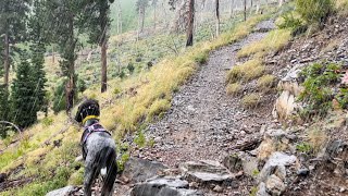 Unexpected Hail And Rain During Our Hike *So Relaxing | German Shorthaired Pointer by Tundra The GSP 1,617 views 8 months ago 3 minutes, 13 seconds