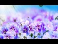 Hope in The Light〜生まれ変わる時：Promotion Movie