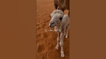 📻 سورة التَّكوير من آية ( 1 - 9 ) للقارئ الشيخ : عبد الباسط عبد الصمد
