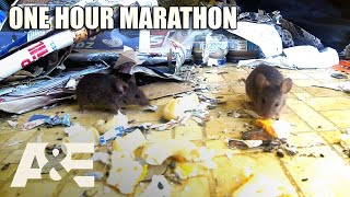 Hoarders: Most INTENSE Infestations  OneHour Compilation! | A&E