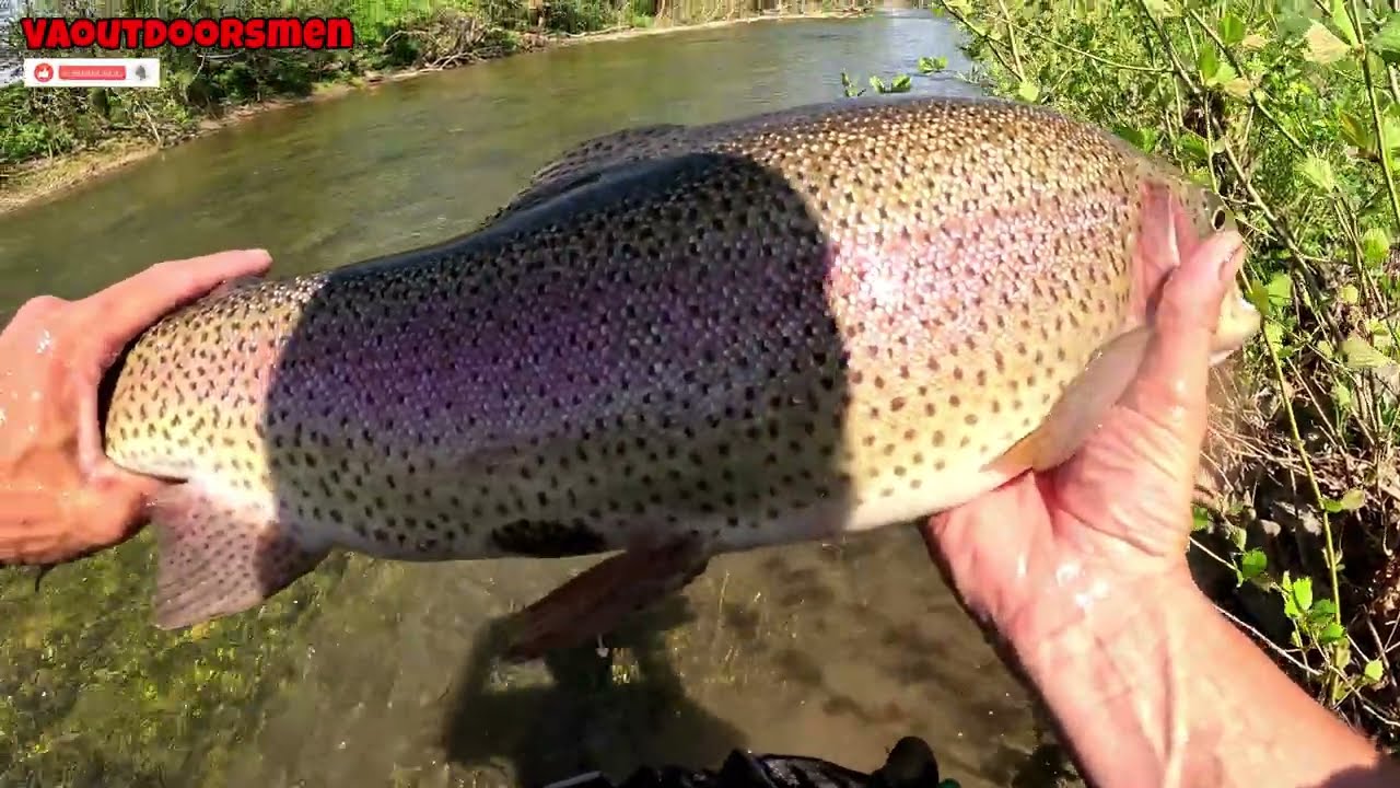Epic Chasing Giant Citation Rainbow Trout Roanoke River Salem Va 2025