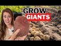 Unbelievable potato harvest  how to grow potatoes like a pro