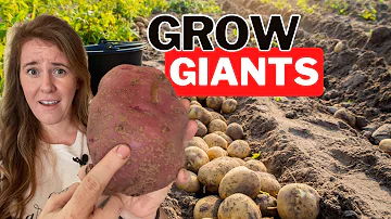 Unbelievable Potato Harvest - How to Grow POTATOES Like a Pro!