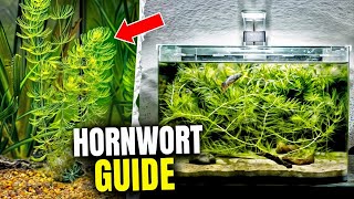 How To Grow Hornwort Ultimate Guide