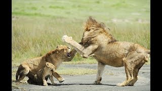 El Bebé León Protege A Su Madre Cuando El Hombre León Acosador