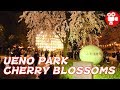 TOKYO UENO PARK CHERRY BLOSSOMS & AMEYOKO JAPANESE STYLE PUB STREET 2019 - 4K 60FPS HDR