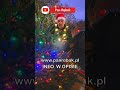 CEDRUS D16 vs Kaukaska Jodła: Which Is the Best Christmas Tree? 🎄