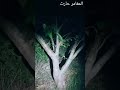 جسر الأموات أرواح تظهر في الغابة رعب حقيقي  