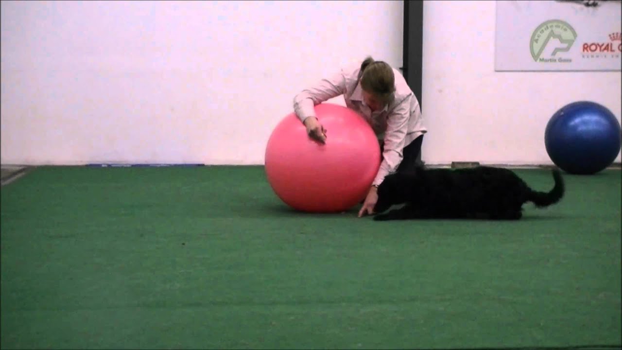 treibball lesson 1