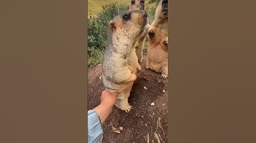Marmot Doesn