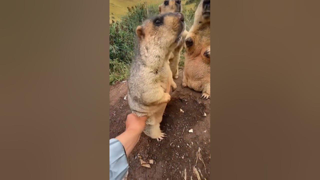 marmot-doesn-t-like-getting-touched-shorts-viralvideo-ytshorts-youtube