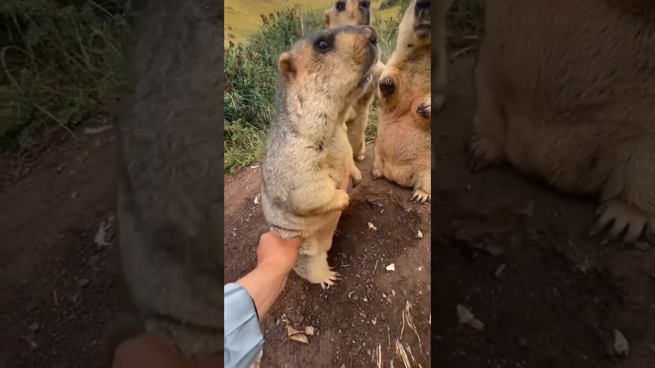 Marmot Doesn t Like Getting Touched shorts viralvideo ytshorts YouTube Marmot Doesn t Like Getting Touched shorts viralvideo ytshorts YouTube